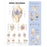 Wolters Kluwer Health Inc Chart Anatomical Knee Injuries 20X26" Ea - 9781587797569