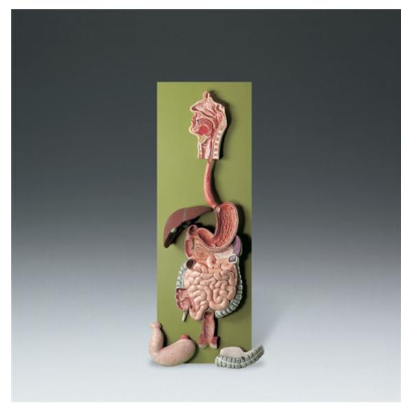 Wolters Kluwer Health Inc Human Digestive Tract Model Anatomical Adult Ea - JS22