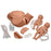 Gaumard Advanced - Childbirth Simulator Medium Skin Tone Female Adult - SB22438 M
