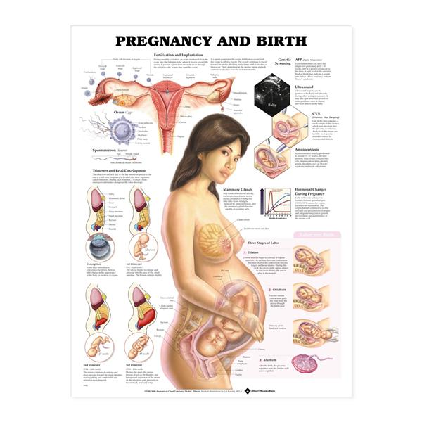 WRS Group, Ltd. Uterus Model Set Anatomical Adult Ea - HE27007