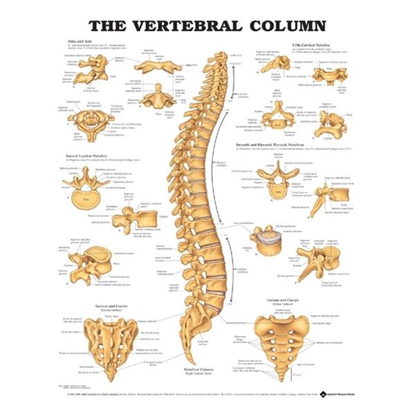 Wolters Kluwer Health Inc Chart Anatomical The Vertebral Column 20X26" Ea - 9781587792113