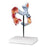 Nasco Company Colon Diseases Model Anatomical 1/2 Life-Size Each - LA00283XU