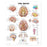 Wolters Kluwer Health Inc Chart Anatomical Brain 20X26" Ea - 9781587791062