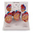 Nasco Company Mini Heart Model Anatomical 3/St - SB44893HR