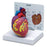 Nasco Company Heart Model Anatomical Each - SB32595HR