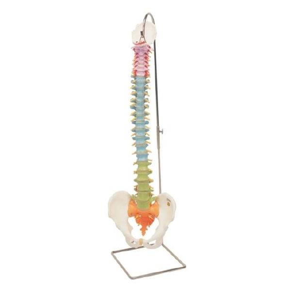 Wolters Kluwer Health Inc Didactic Flexible Spine Model Anatomical Ea - A58/9