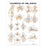 Wolters Kluwer Health Inc Chart Anatomical Ligaments Of The Joints 20X26" Ea - 9781587797101