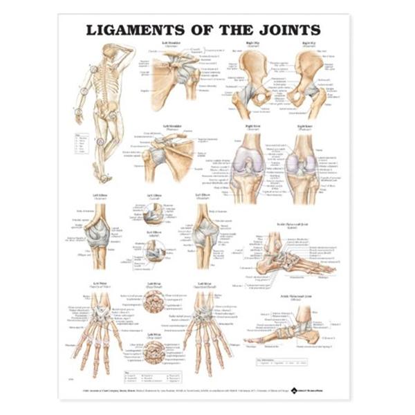 Wolters Kluwer Health Inc Chart Anatomical Ligaments Of The Joints 20X26" Ea - 9781587797101