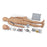 Simulaids - ALS Manikin With Two Arms Full Body / Light Skin Tone Gender Neutral Adult 90 lbs. - Nasco Healthcare - 101-081FB