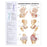 Wolters Kluwer Health Inc Chart Anatomical Arthritis/Joint 20X26" Ea - 9781587793868