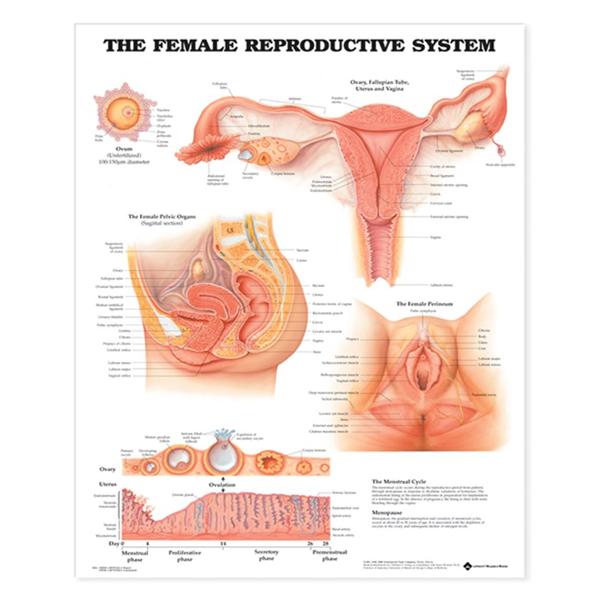 Wolters Kluwer Health Inc Chart Educational Female Reproductive System 20X26" Ea - 9781587790201