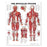Wolters Kluwer Health Inc Chart Anatomical Muscular System 20X26" Ea - 9781587790355