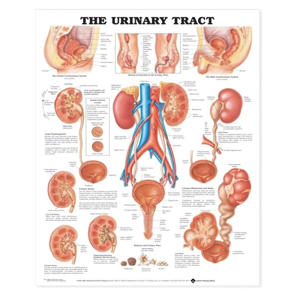 Wolters Kluwer Health Inc Chart Educational Urinary Tract 20X26" Ea - 9781587790713