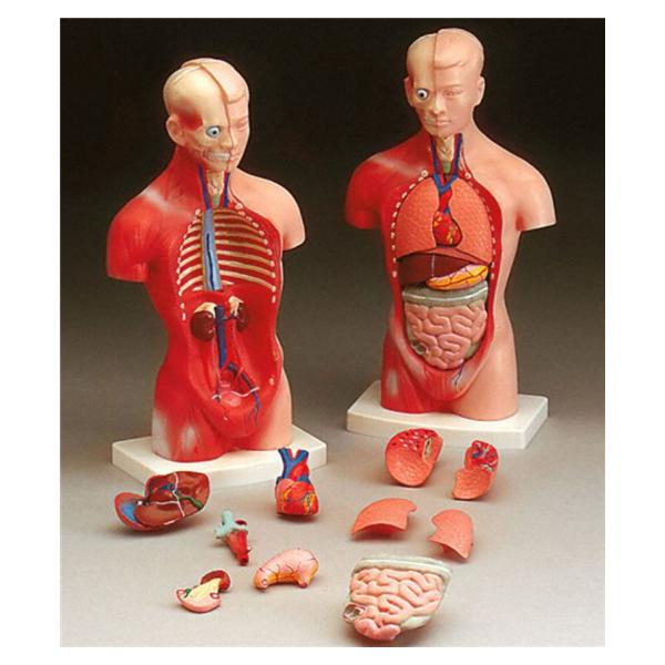 Wolters Kluwer Health Inc Torso Model Anatomical Little Joe Budget Male Ea - CMT4