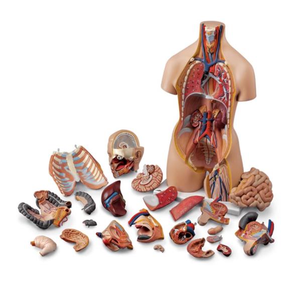 Nasco Company Human Torso Model Anatomical Life-Size Ea - SB25326U
