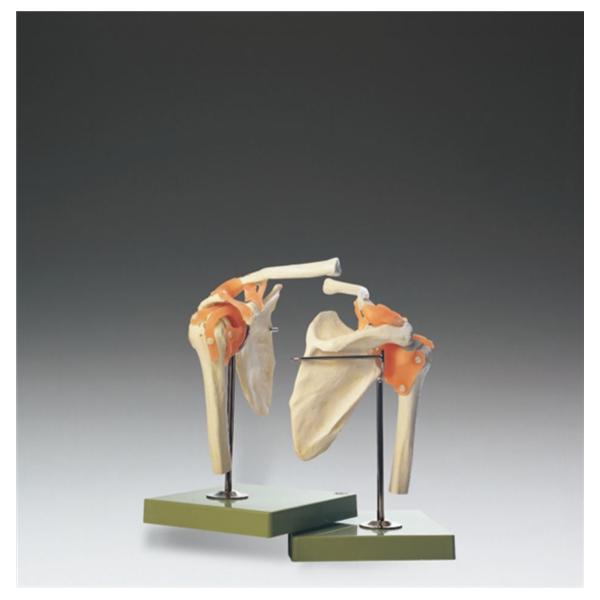 Wolters Kluwer Health Inc Shoulder Joint Function Model Anatomical Right Ea - NS-53