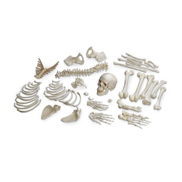 Nasco Company Skeleton Disarticulated Human Ea - SB13487M