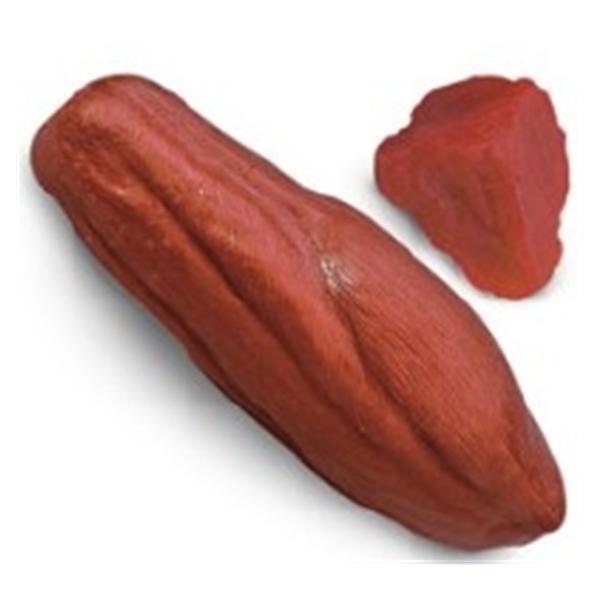 Nasco Company Muscle Replica Anatomical Life/Form Ea - WA25813