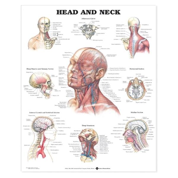 Wolters Kluwer Health Inc Chart Anatomical Head And Neck 20X26" Ea - 9781587791475