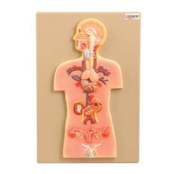 Galloway Plastics Endocrine Glands Model Anatomical Eisco Ea - 470136-314