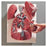 Wards Natural Science Model Thoracic Organs 3B Scientific Ea - 813560