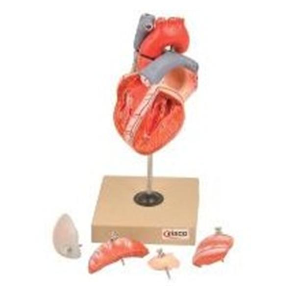 Wards Natural Science Model Human Heart Eisco Ea - 470136-100