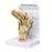 Wards Natural Science Model Rheumatoid Arthritis Hand Gpi Anatomicals Ea - 470160-248