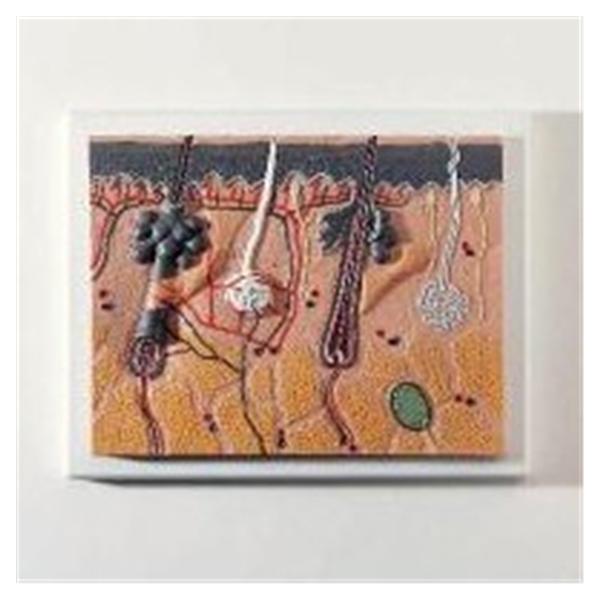 Wards Natural Science Model Skin 3B Scientific Ea - 811121