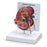 Nasco Company Kidney Model Anatomical Ea - SB46337U