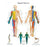Fabrication Enterprises Chart Anatomical Spinal Nerves 20X25" Ea - 12-4630L