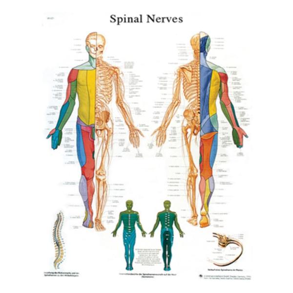 Fabrication Enterprises Chart Anatomical Spinal Nerves 20X25" Ea - 12-4630L