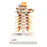 Fabrication Enterprises Cervical Spinal Column Model Anatomical Ea - 964211