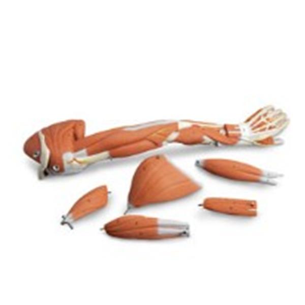 American 3B Scientific Dissectable Muscled Arm Model Anatomical Ea - S ...