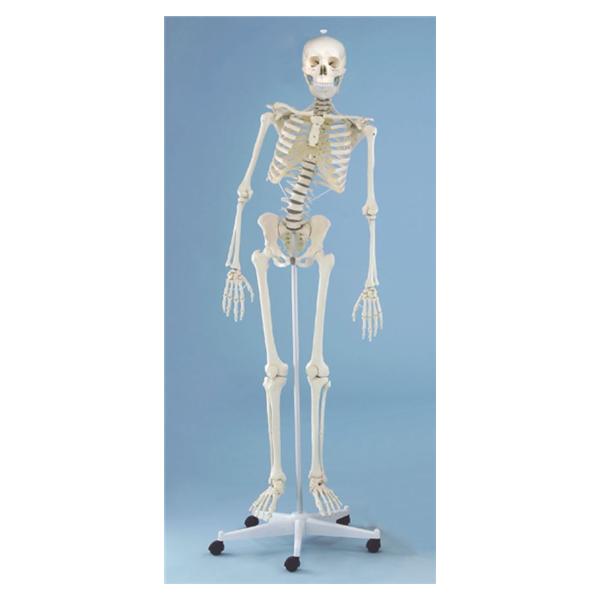 Wolters Kluwer Health Inc Physiotherapy Skeleton Model Anatomical Ea - Z3014
