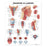 Wolters Kluwer Health Inc Chart Anatomical Pharynx And Larynx Ea - 9781587791819
