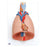 American 3B Lung & Larynx Model Anatomical Ea - Z13173