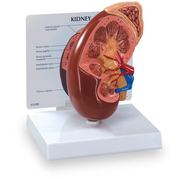 Nasco Company Kidney/Adrenal Gland Model Anatomical Right Ea - WA21315UG