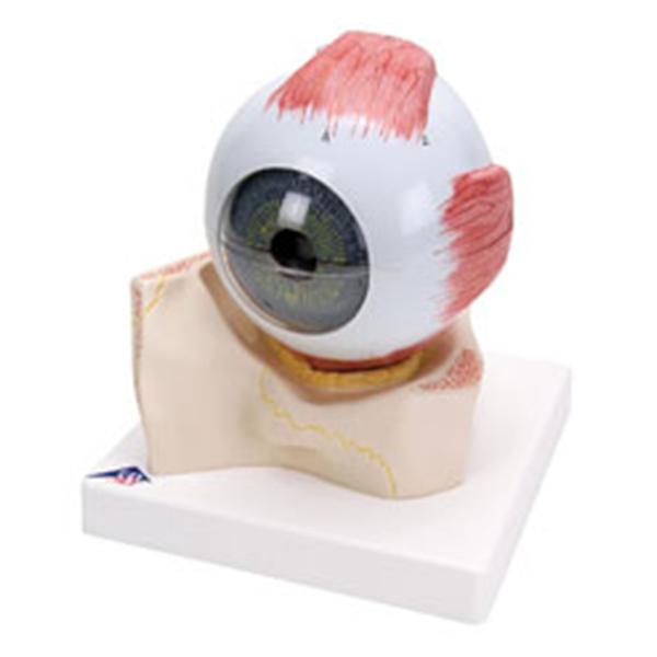 American 3B Eye Model Anatomical 5 Times Full Size/ 7-Part Ea - Z12898
