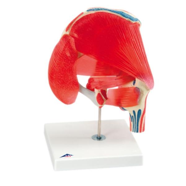 American 3B Hip Joint Model Anatomical 7-Part Ea - 959463