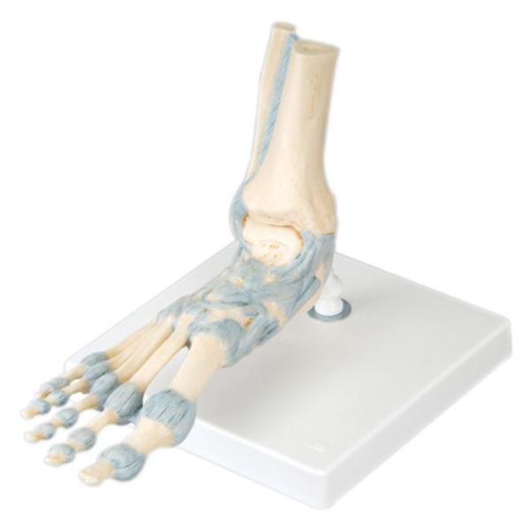 American 3B Foot Skeleton Model Anatomical Ea - 958367