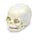 Walter Products Skull Model Human Anatomy Infant Ea - SB50958U