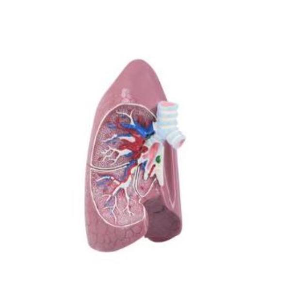 VWR Scientific Lung Model Anatomical Ea - 470150-568