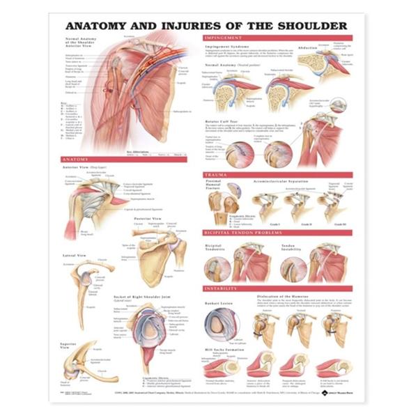 Wolters Kluwer Health Inc Chart Anatomical Anatomy & Injuries Of The Shoulder 20X26" Ea - 9781587798078
