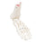 American 3B Foot And Ankle Model Left Ea - 12-4585L