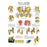 Fabrication Enterprises Chart Hip And Pelvis 20X25" Ea - 12-4617L