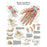 Fabrication Enterprises Chart Hand And Wrist 20X25" Ea - 12-4609L