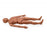 Nasco Company Manikin Hospital Training Susie/Simon Ea - SB23541(M)
