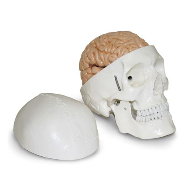 Nasco Company Human Skull Model White Ea - SB51054