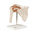 Fabrication Enterprises Shoulder Joint Model Ea - 953254