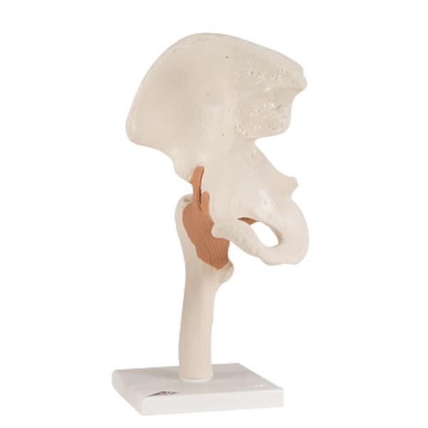Fabrication Enterprises Hip Joint Model Functional Ea - 953619